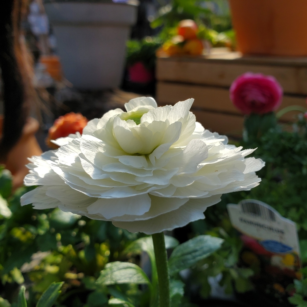 Meet your Posher, Tina